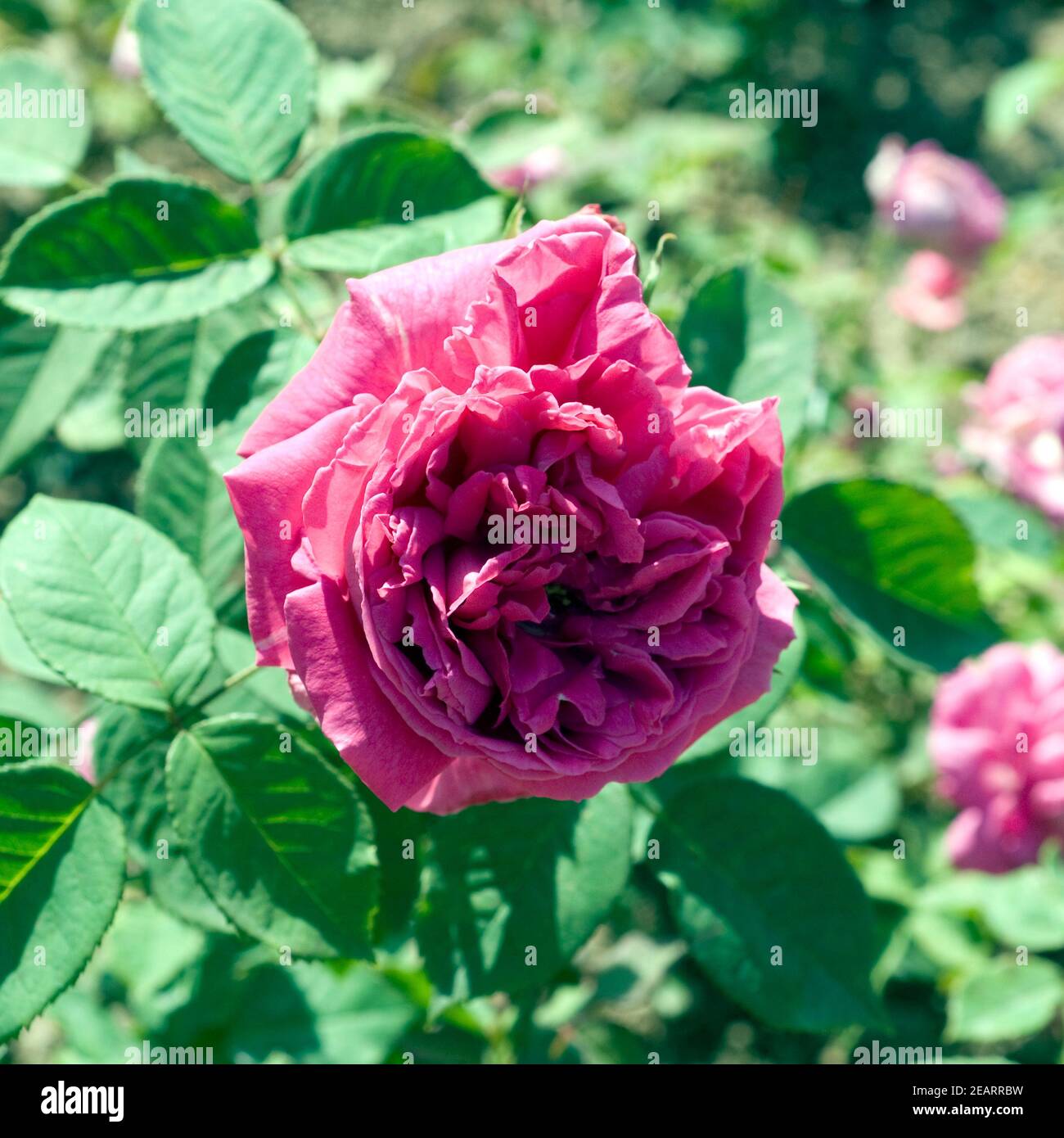 Historische Rose, Urdh Stock Photo