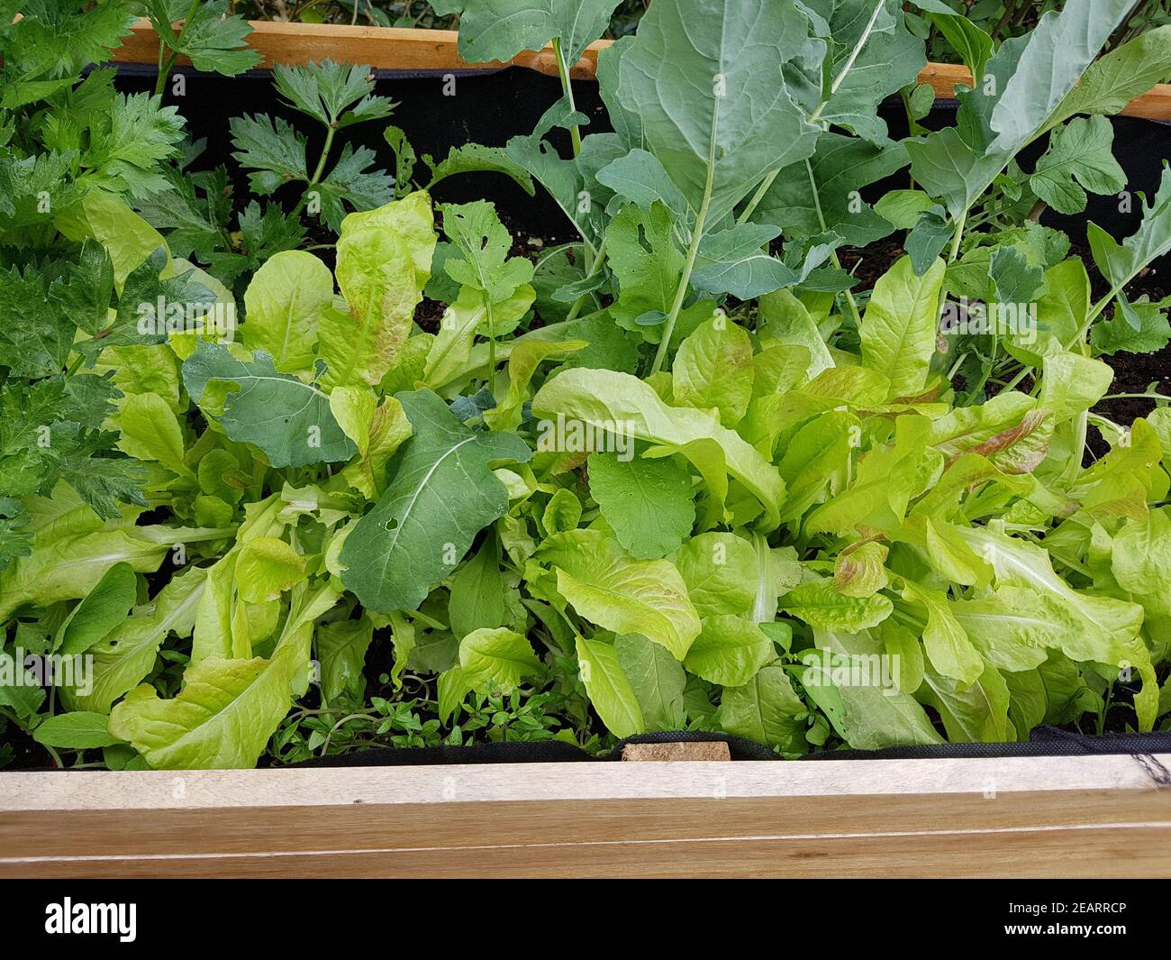 Hochbeet, Kohlrabi, Salat Stock Photo