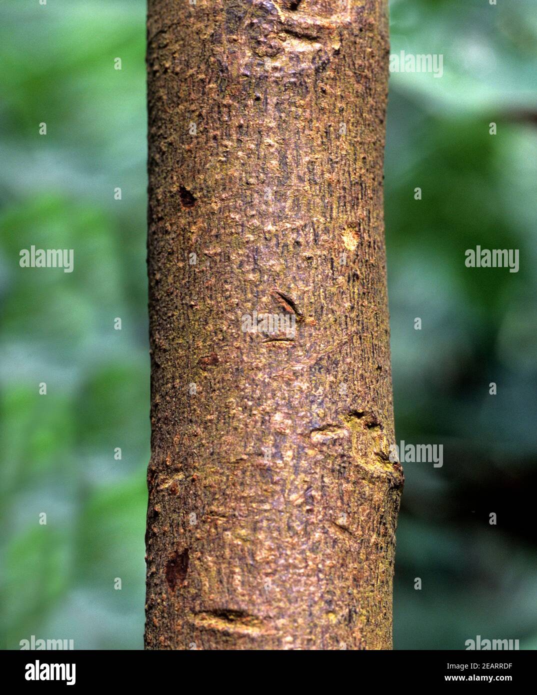 Chinarindenbaum, Cinchona pubescens Stock Photo