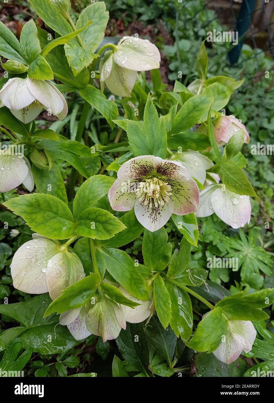 Lenzrose hires stock photography and images Alamy