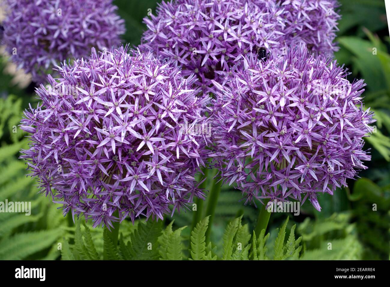 Riesenlauch, Allium, giganteum, Giant Allium Stock Photo Alamy