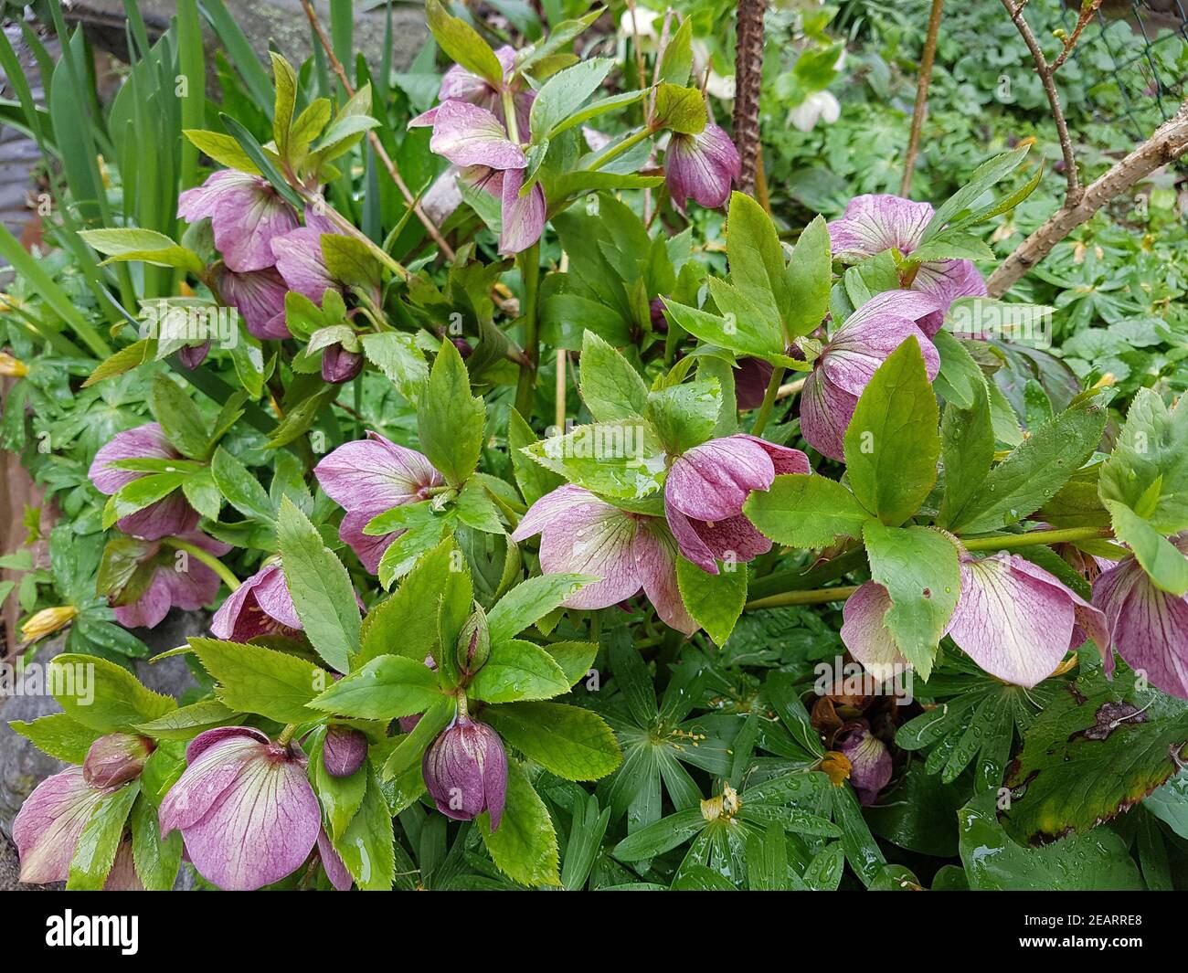 Nieswurz Lenzrose, Christrose Helleborus Stock Photo Alamy