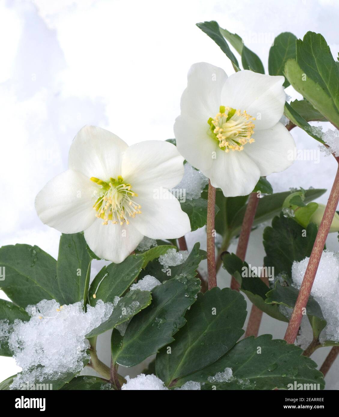 Christrose, Helleborus niger, Schnee Stock Photo