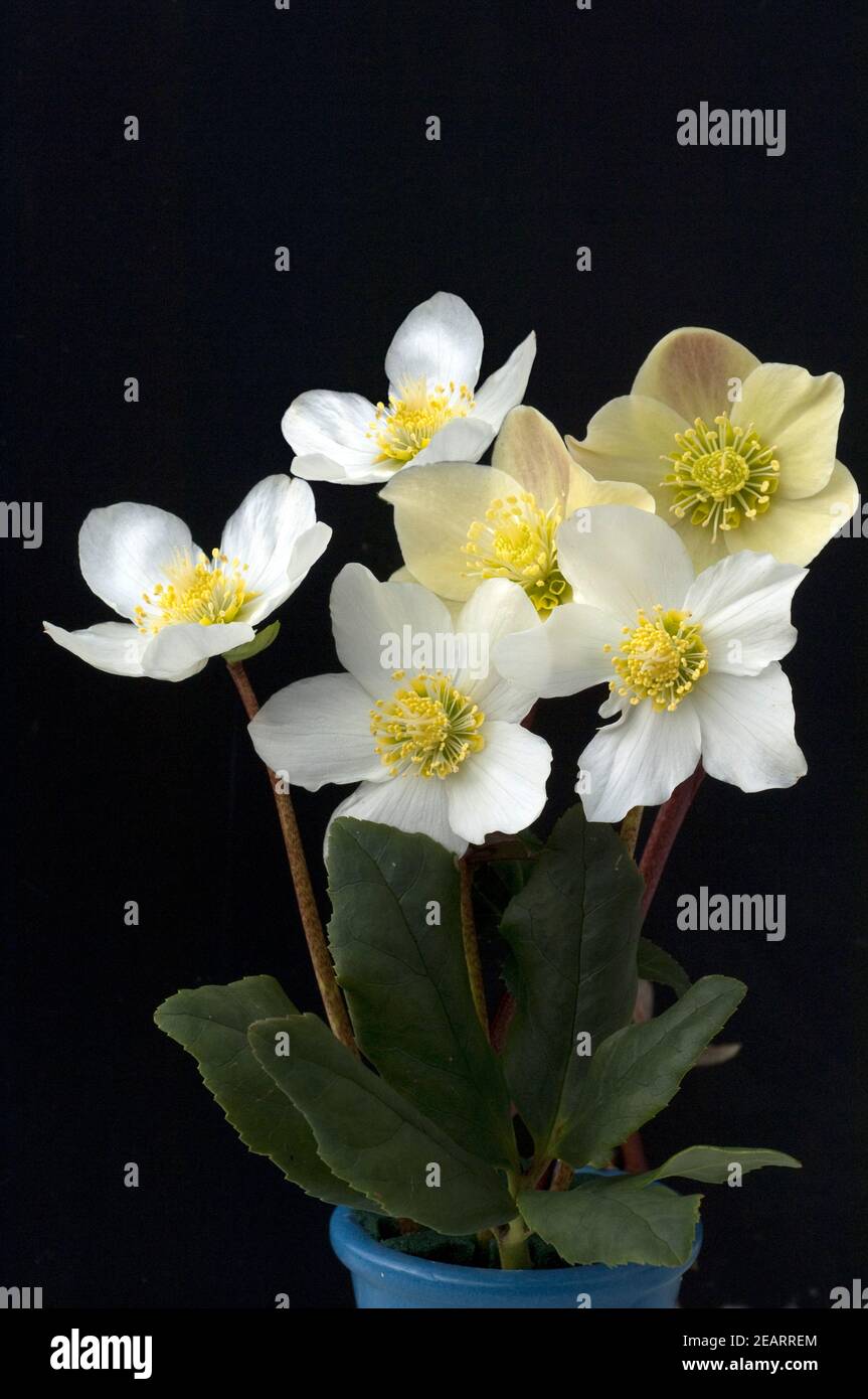 Christrose, Helleborus, niger, Cinnamon, Snow, Gartenpflanze Stock Photo