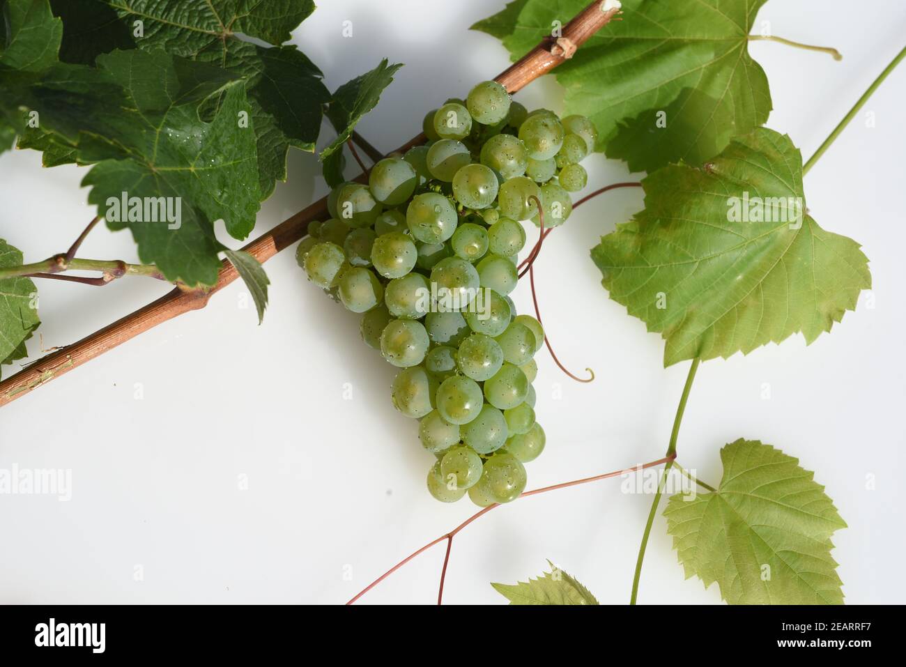 Riesling, Weisswein, Weintraube Stock Photo