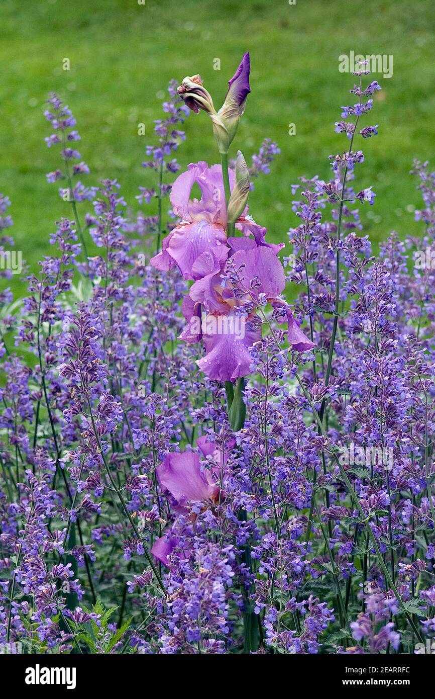 Hohe Bart-Iris, Salbei Stock Photo