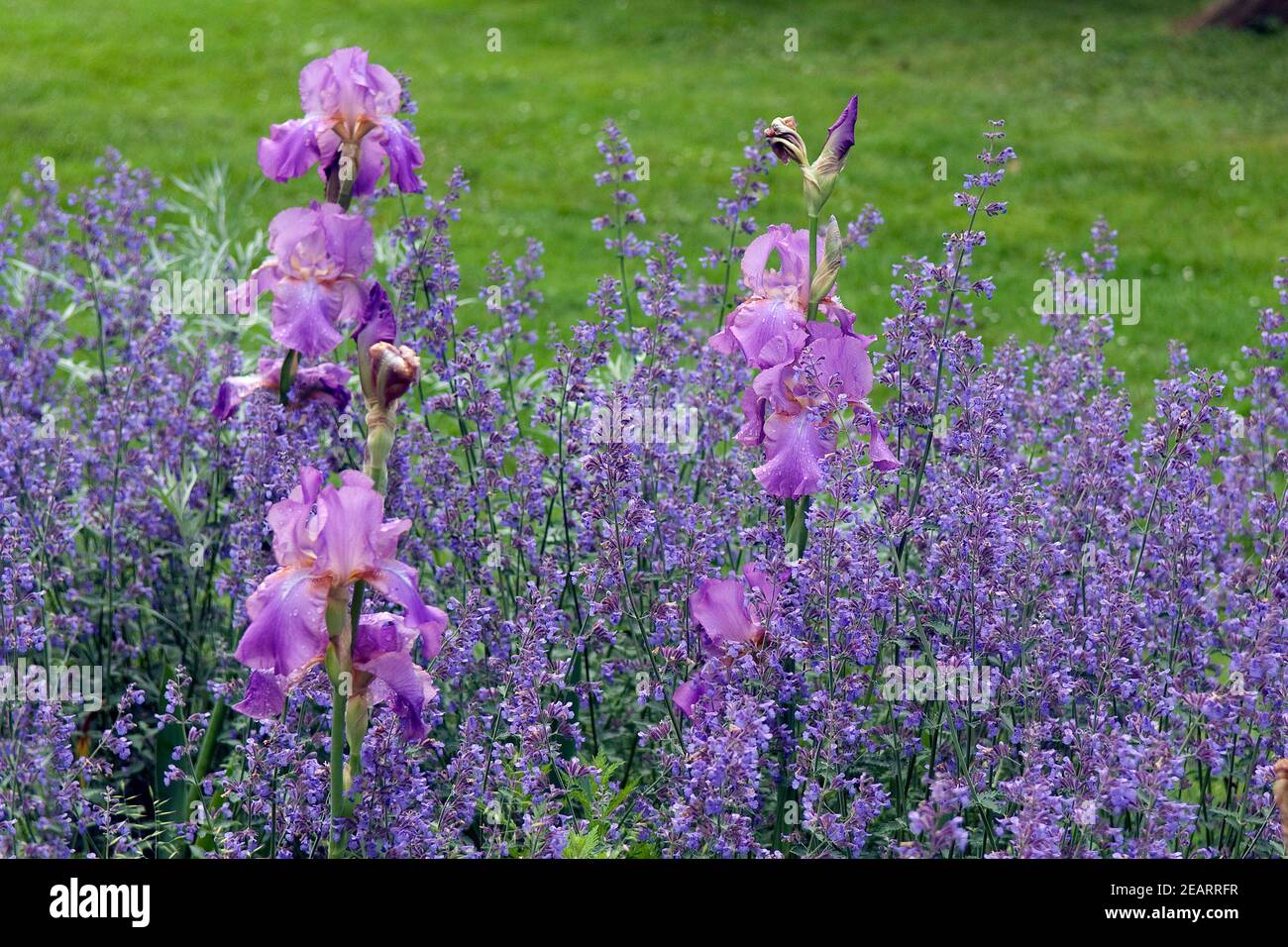 Hohe Bart-Iris, Salbei Stock Photo