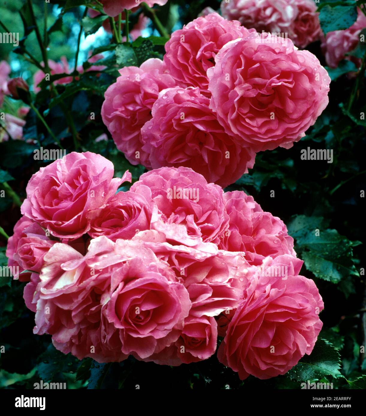 Rosarium hi-res stock photography and images - Alamy