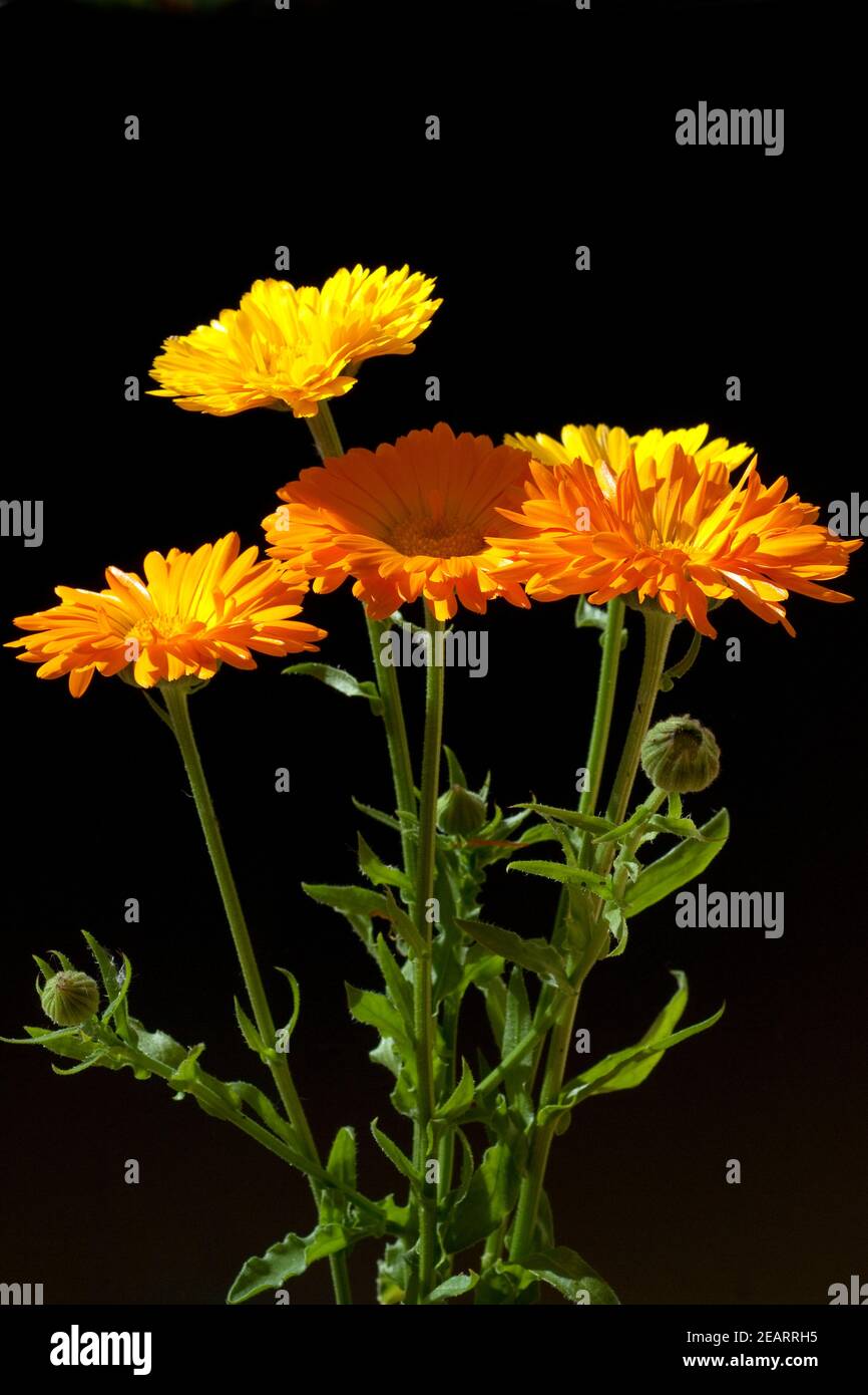 Ringelblume; Calendula Officinalis; Stock Photo