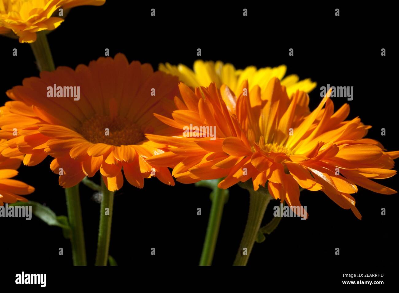 Ringelblume; Calendula Officinalis; Stock Photo