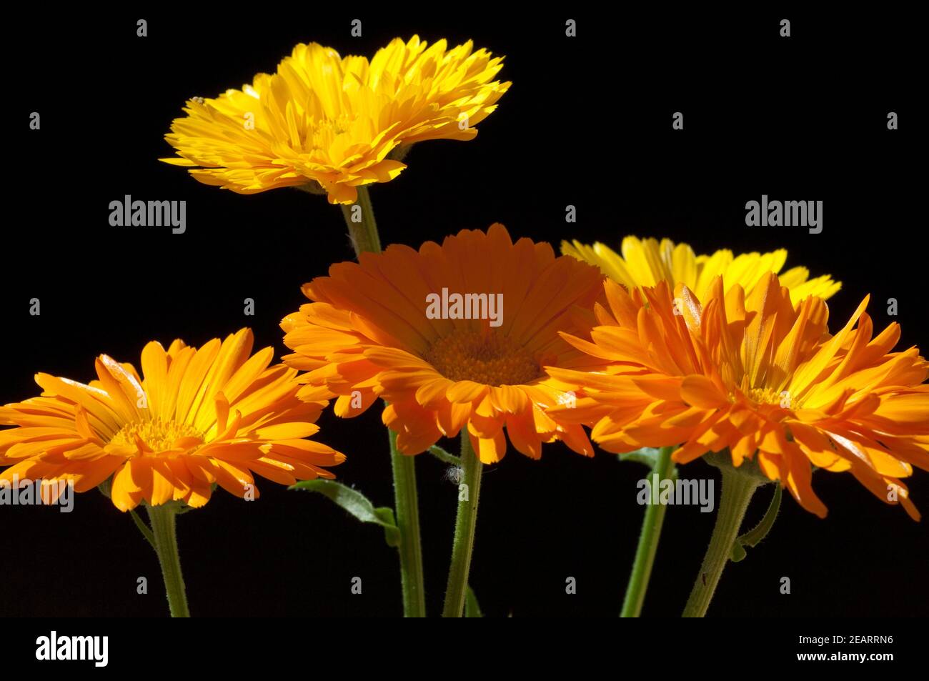 Ringelblume; Calendula Officinalis; Stock Photo