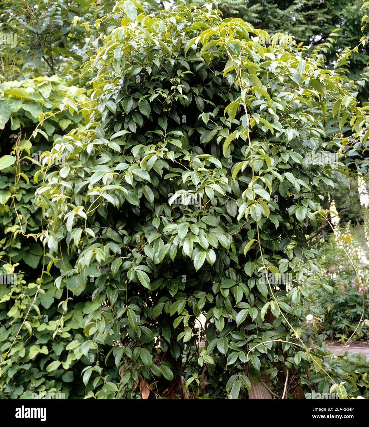 Holboellia coriacea Stock Photo