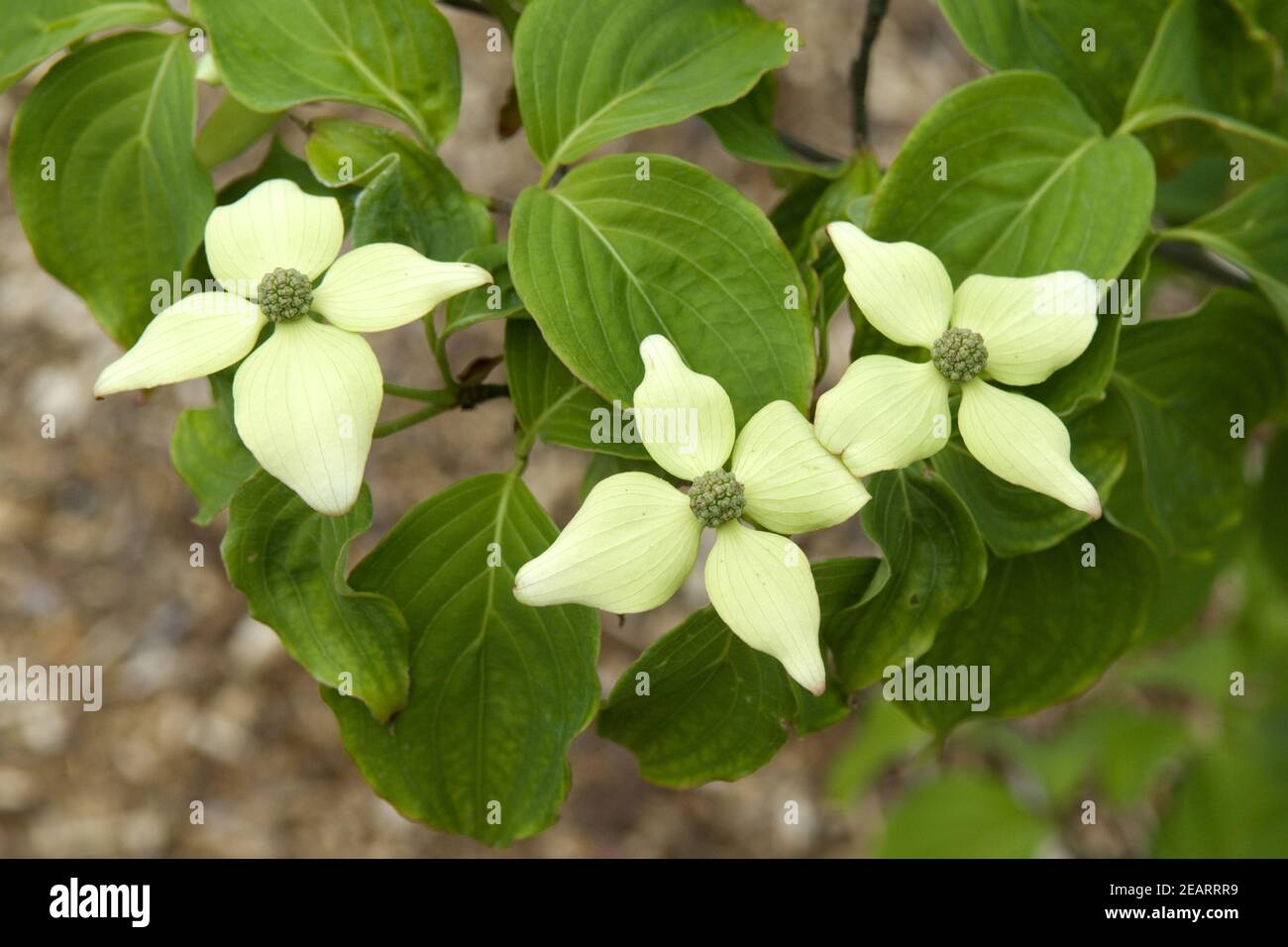 Chinesischer Blumenhartriegel Stock Photo