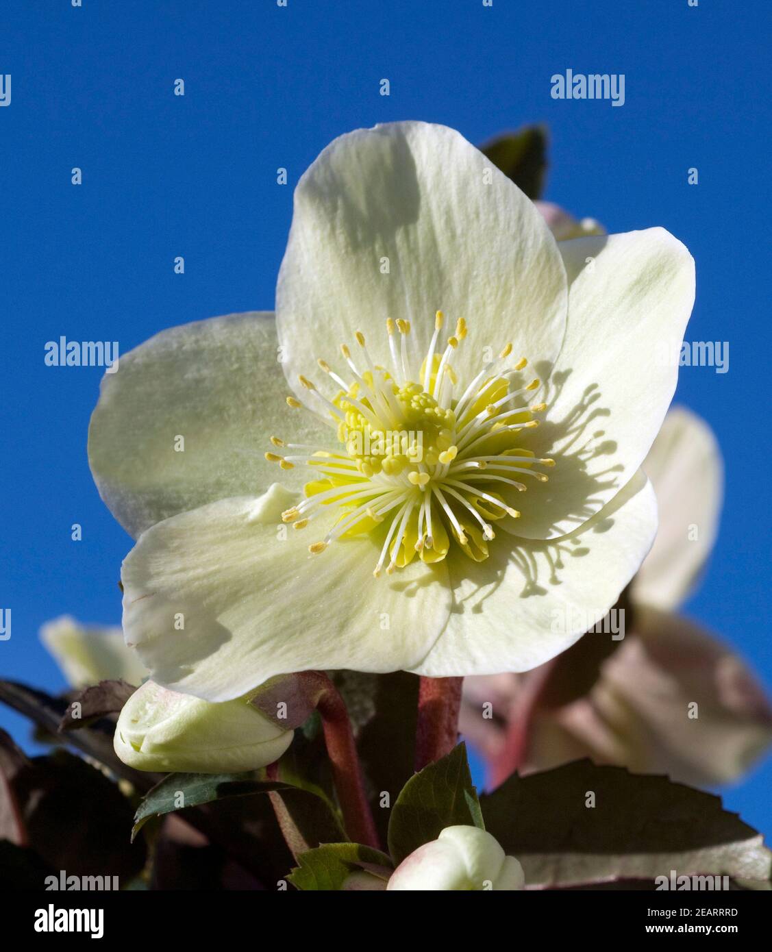 Christrose, Helleborus, helleborus-x-ballardiae, Cinnamon, Snow, Stock Photo