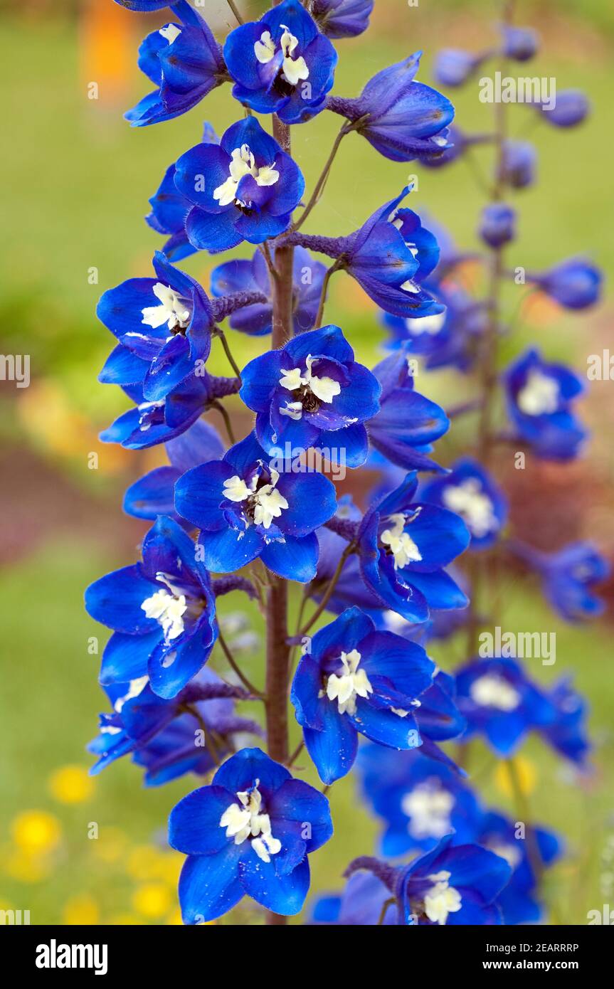 Delphinium hi-res stock photography and images - Alamy