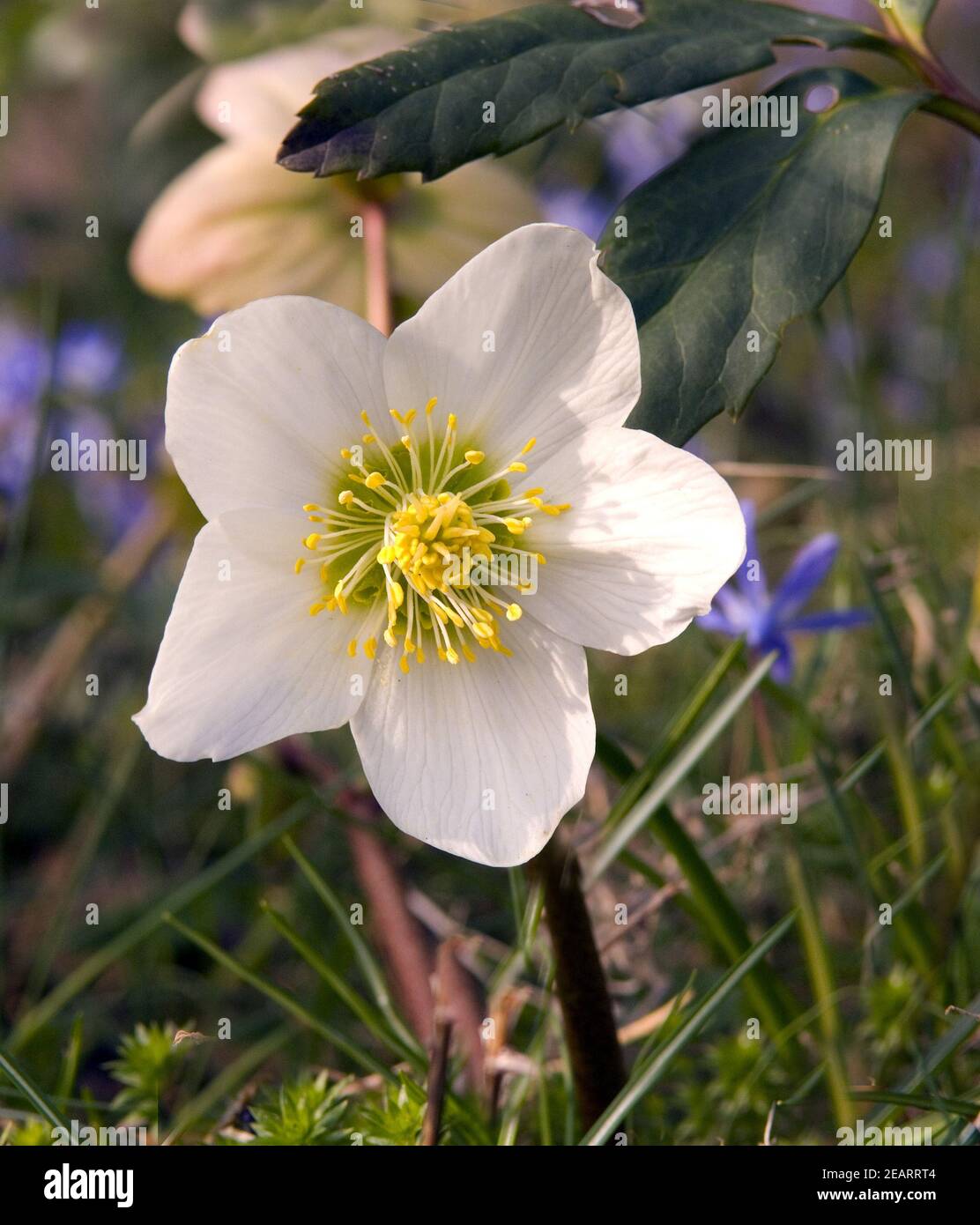 Christrose; Helleborus niger Stock Photo