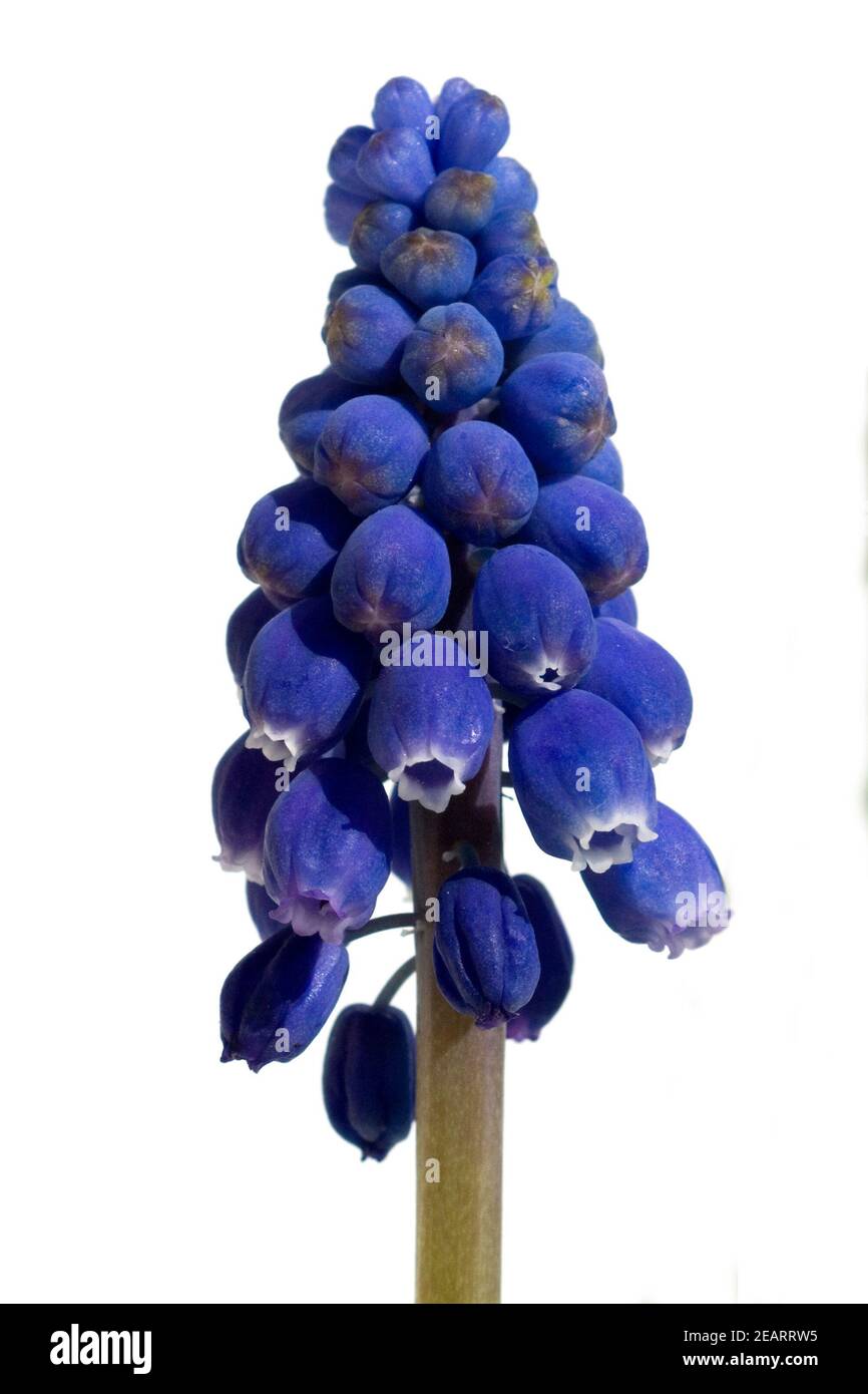 Blaue zierpflanze hires stock photography and images Alamy