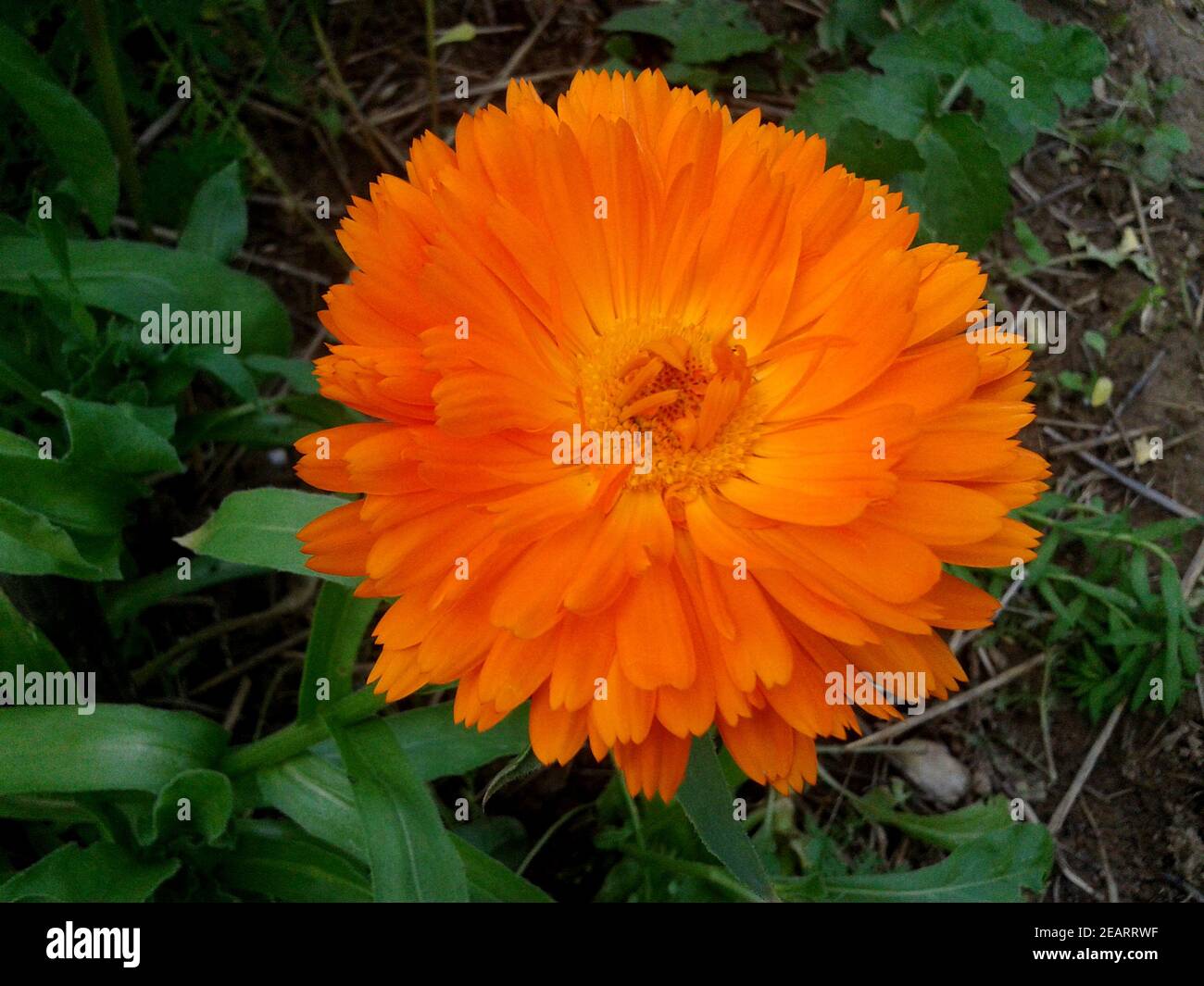 Ringelblume; Calendula Officinalis Stock Photo Alamy