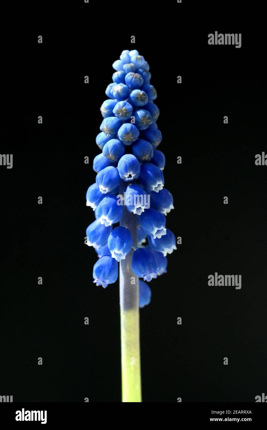 Traubenhyazinthe, Muscari, Armeniacum Stock Photo