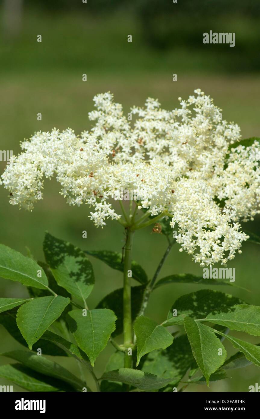 Weisser, Holunder Haschberg Holunderbeere Sambucus, nigra Heilpflanze ...