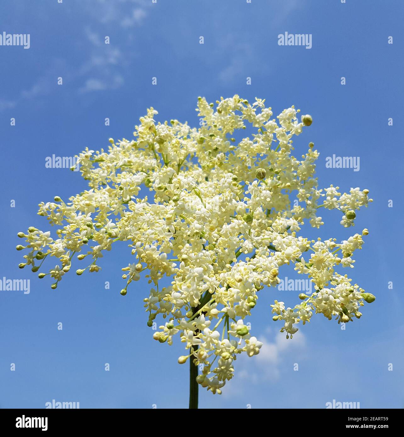 Holunderblueten Sambucus nigra Holunder Stock Photo - Alamy