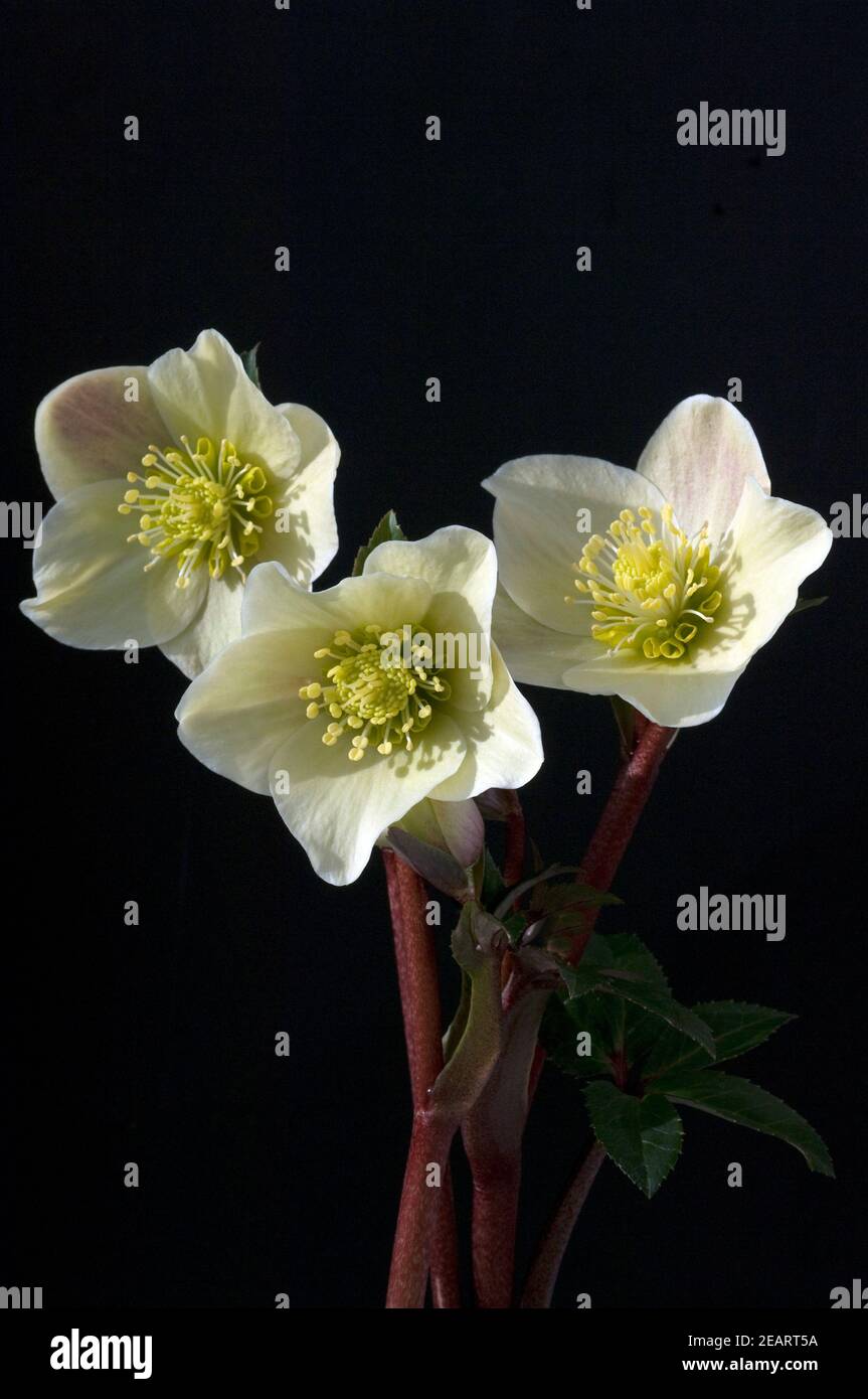 Christrose, Helleborus, helleborus-x-ballardiae, Cinnamon, Snow, Stock Photo