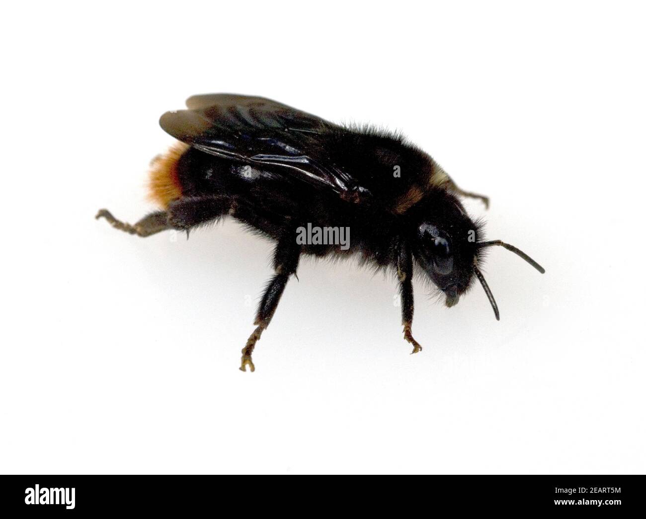 Holzbiene, Xylocopa violacea, Stock Photo