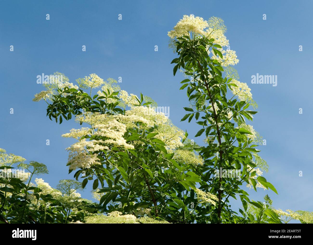 Weisser, Holunder Haschberg Holunderbeere Sambucus, nigra Heilpflanze ...