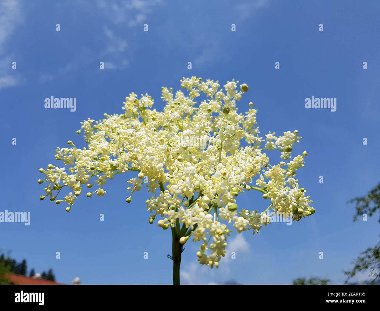 Holunderblueten Sambucus nigra Holunder Stock Photo - Alamy