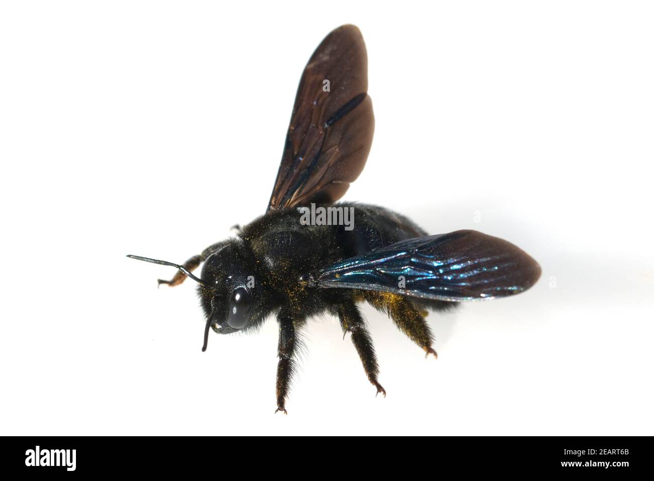 Holzbiene, Xylocopa, violacea Stock Photo