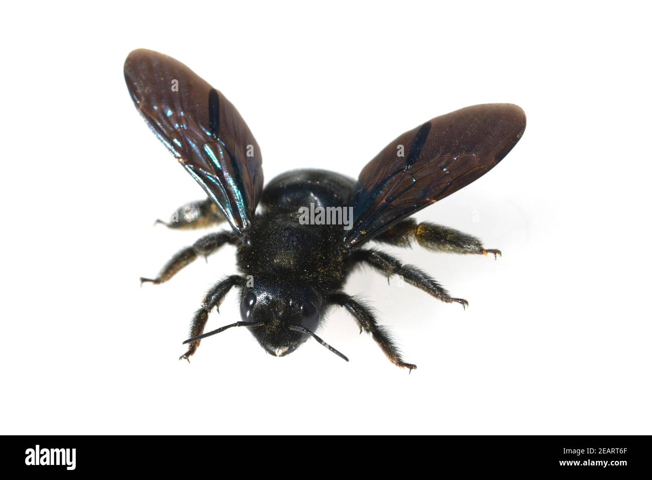Holzbiene, Xylocopa, violacea Stock Photo