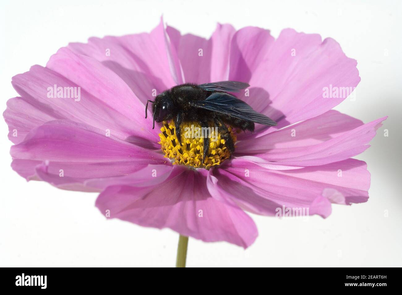 Holzbiene, Xylocopa, violacea Stock Photo