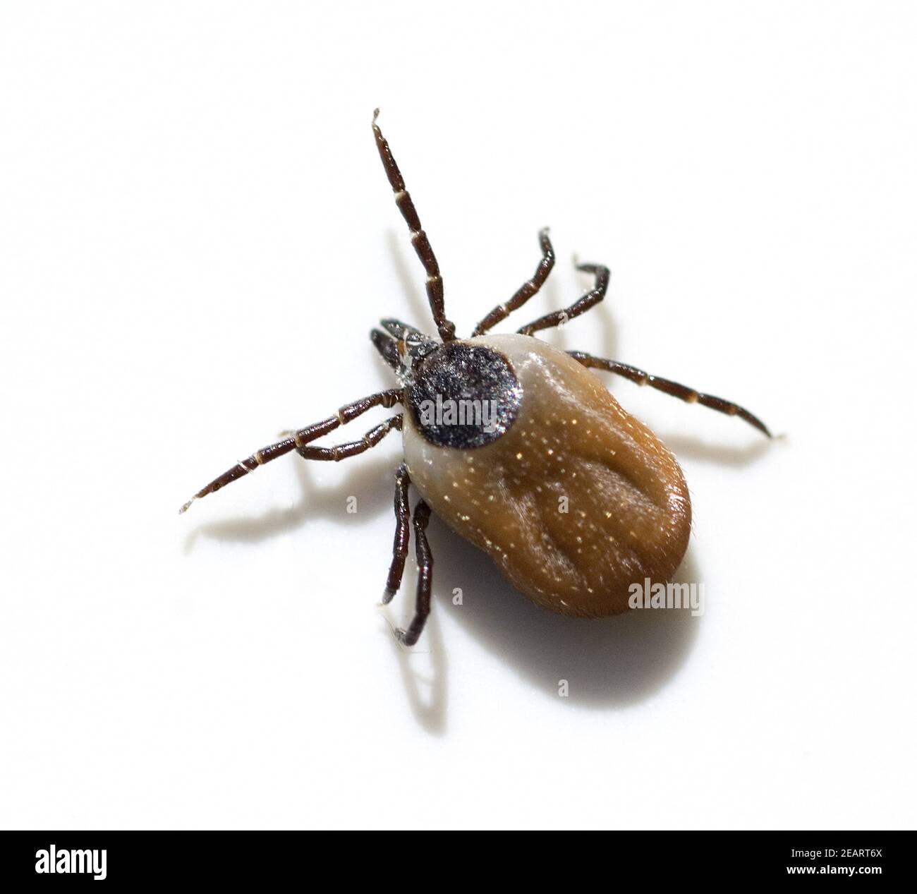 Holzbock Stock Photo