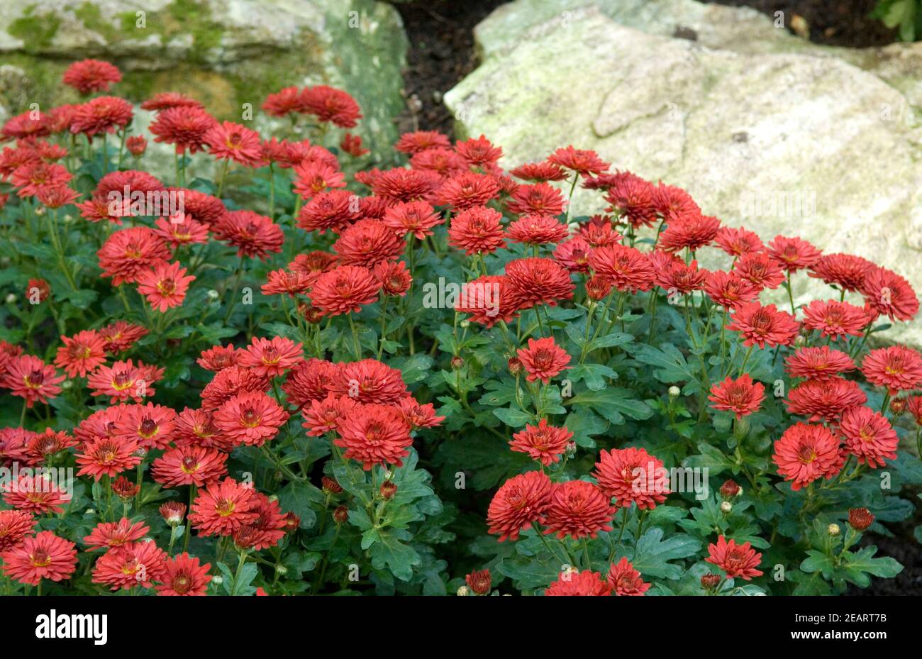 Chrysanthemen Stock Photo