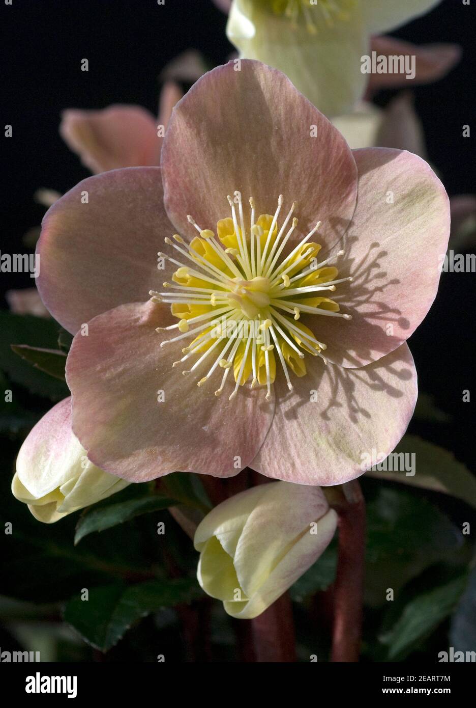 Christrose, Helleborus, helleborus-x-ballardiae, Cinnamon, Snow, Stock Photo