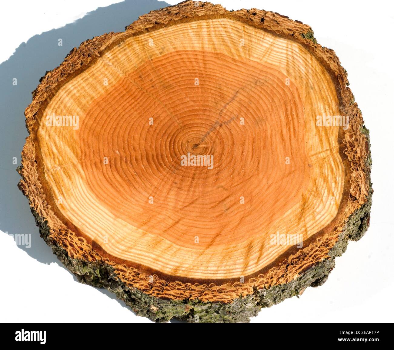 Holzscheibe, Jahresringe Stock Photo