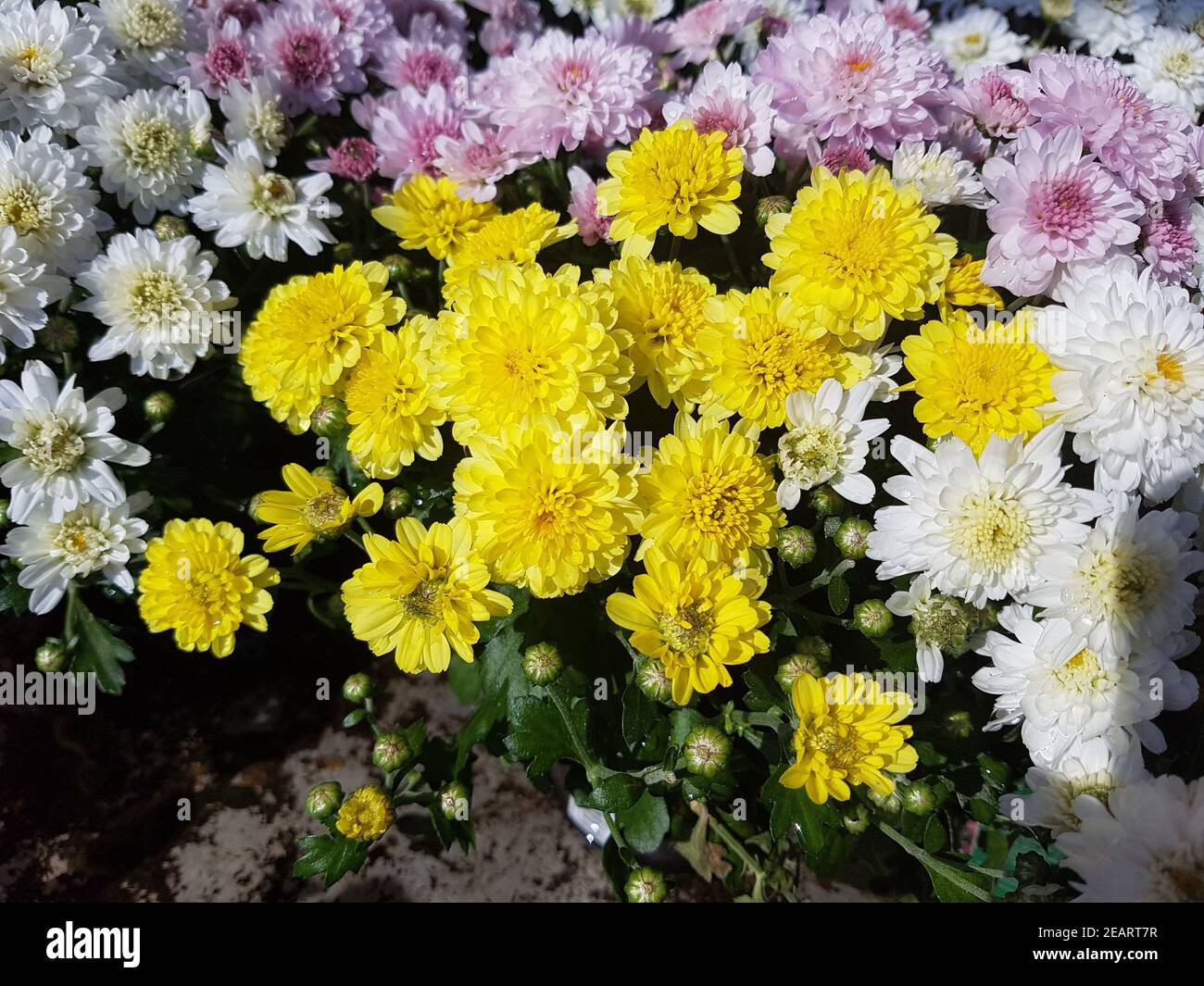 Chrysantheme, Chrysanthenum Stock Photo