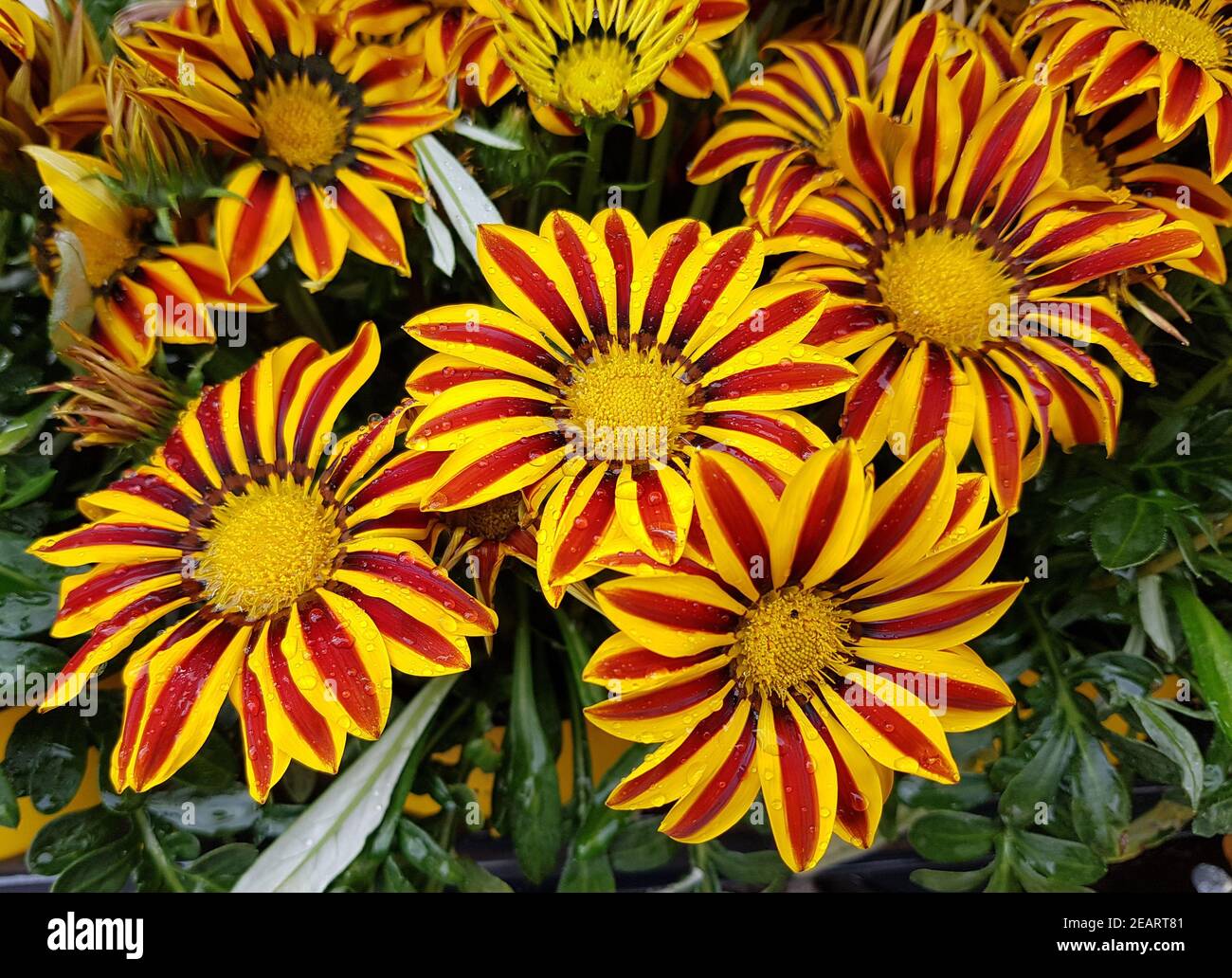 Chrysantheme, Chrysanthenum Stock Photo
