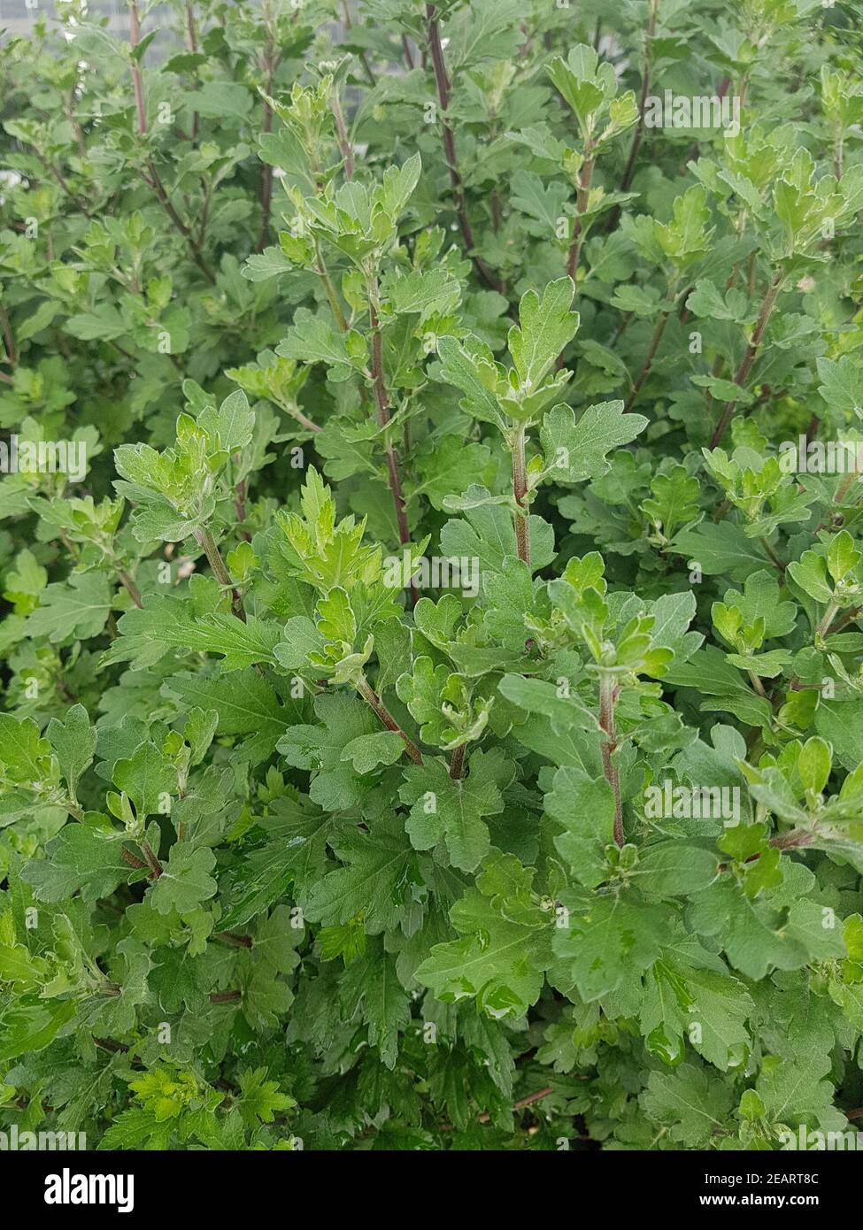 3er Set Garten-Chrysanthemen Chrysanthemum Indicum - Herbstblüher In Vers. Farben