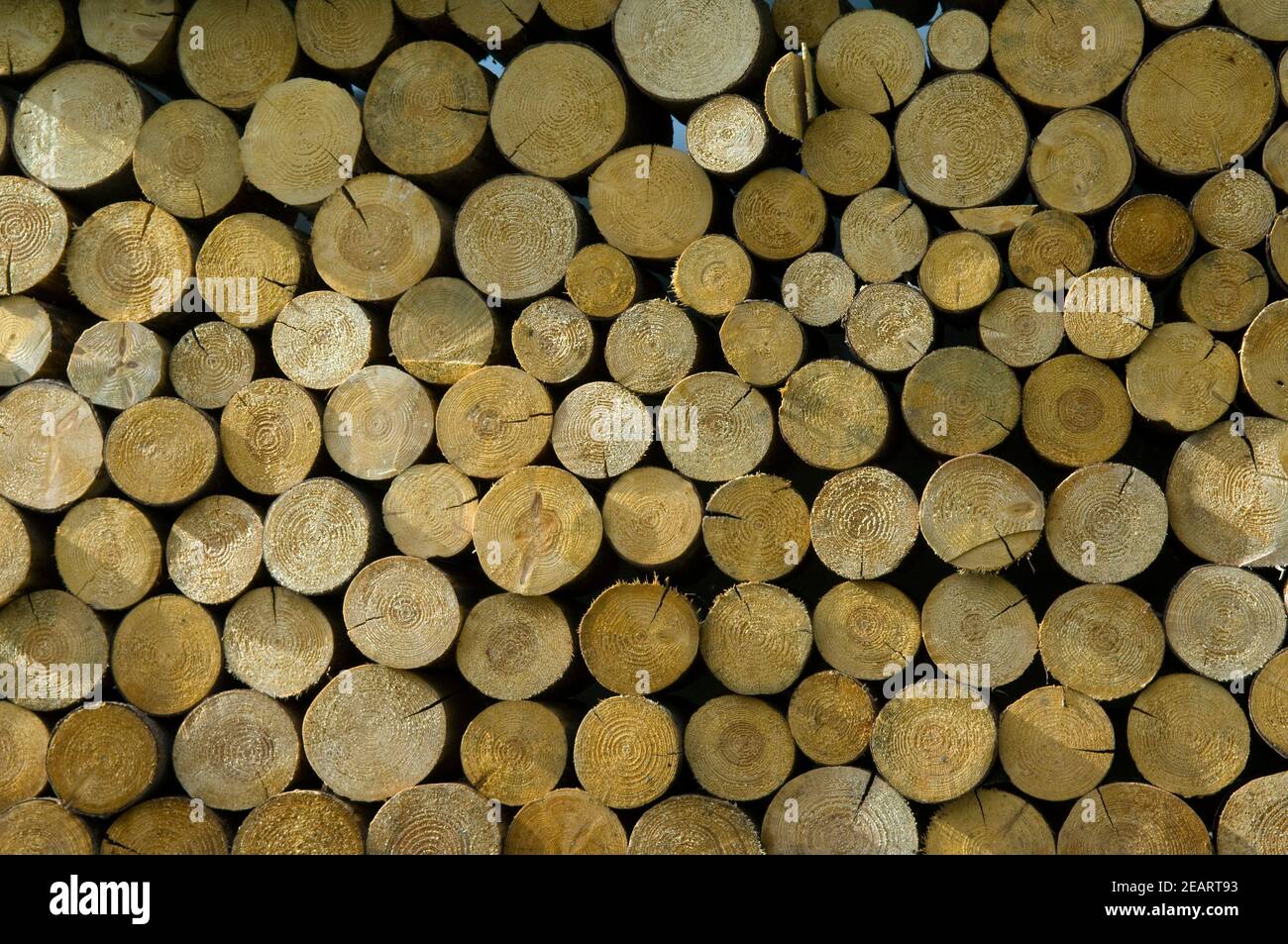 Holzstapel, Sichtschutz Stock Photo