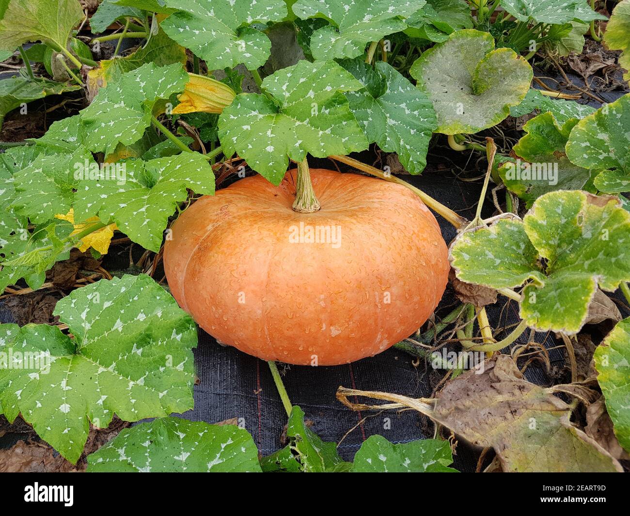 Cinderella, Kuerbis, Speisekuerbis Cucurbita pepo, Gartenfrucht, Gemuese  Stock Photo - Alamy