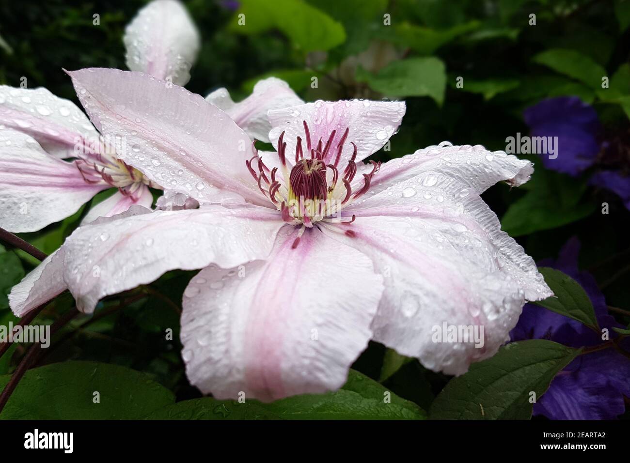 Clematis-Hybride, Mm. le Coultre Stock Photo
