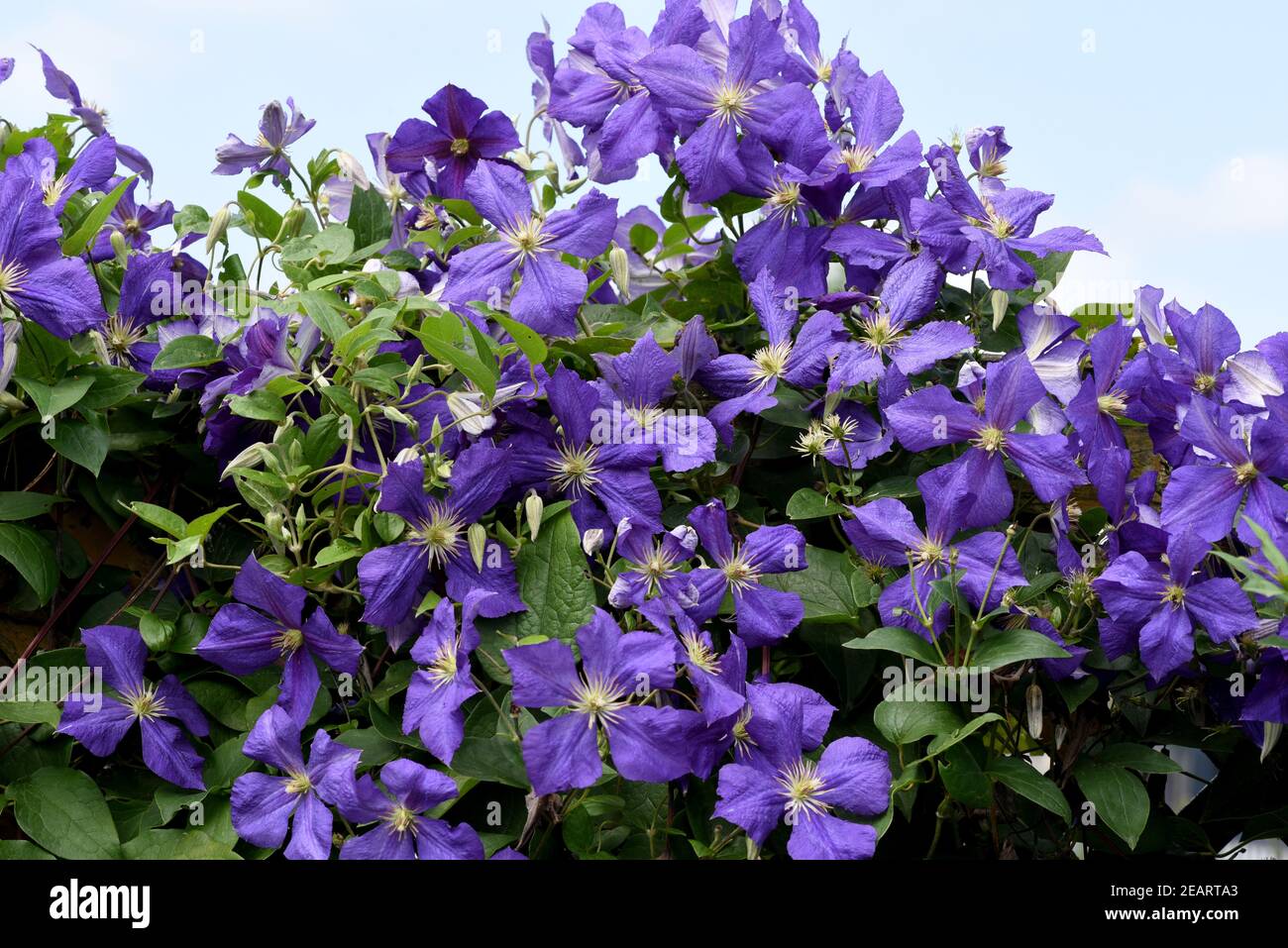 Clematis Jackmanii, Clematis-Hybride Stock Photo