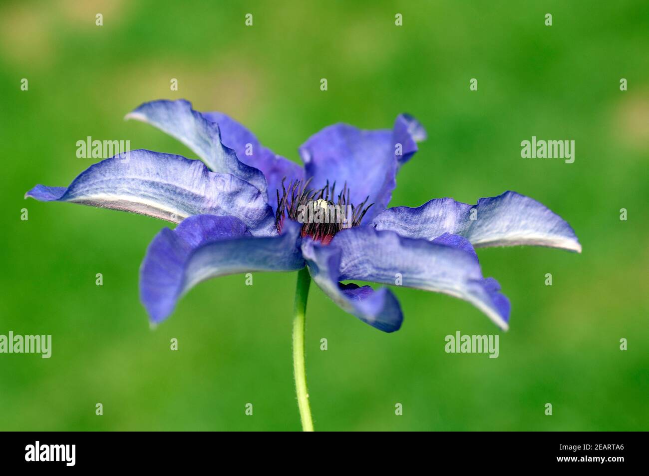Clematis The, President Stock Photo