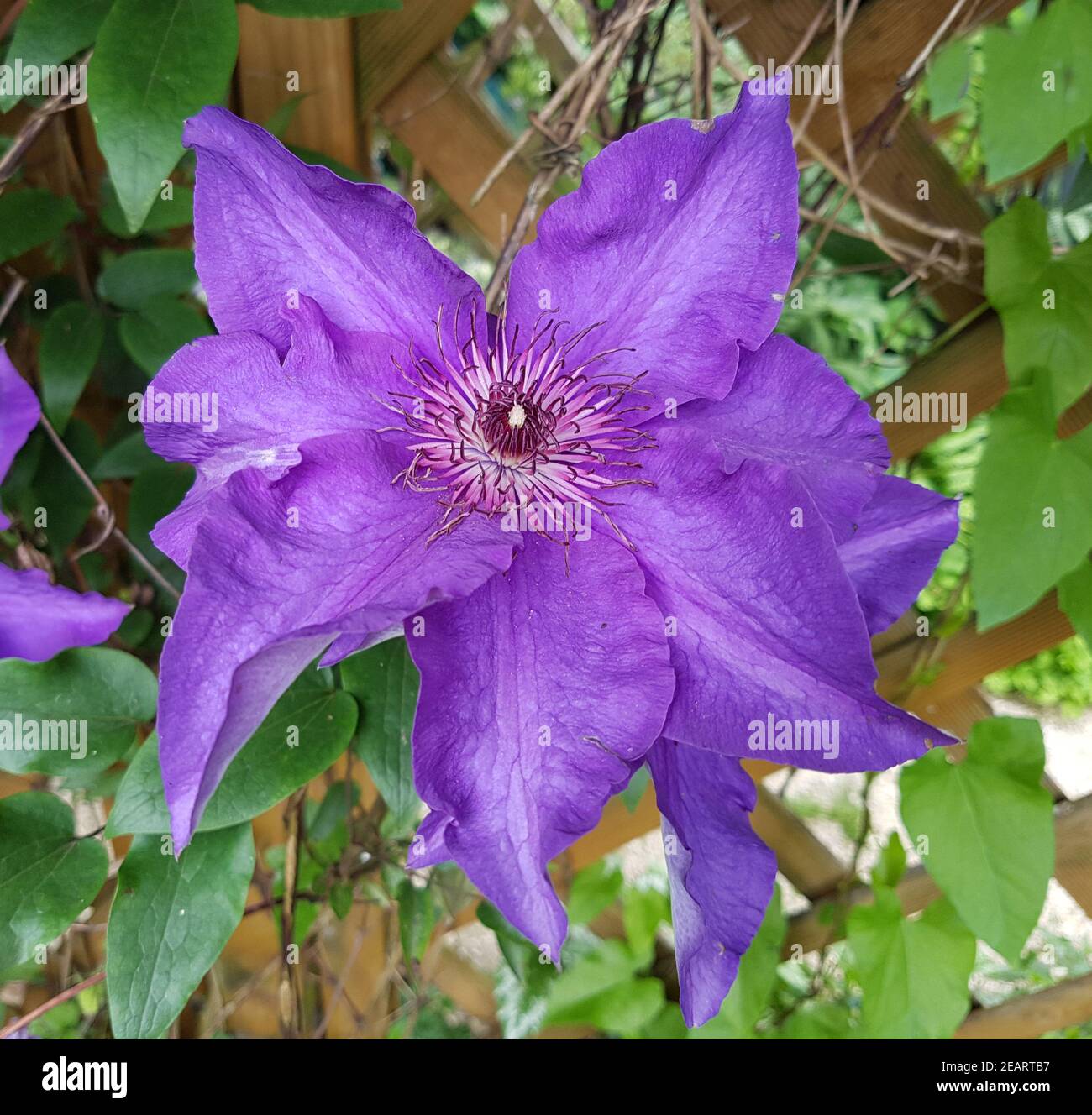 Clematis The President Stock Photo