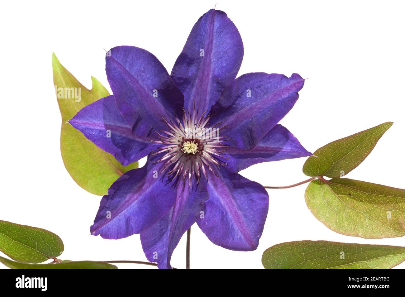 Clematis The, President Stock Photo