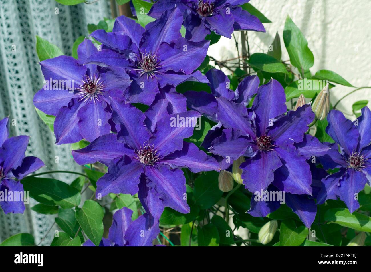 Clematis  The President Stock Photo