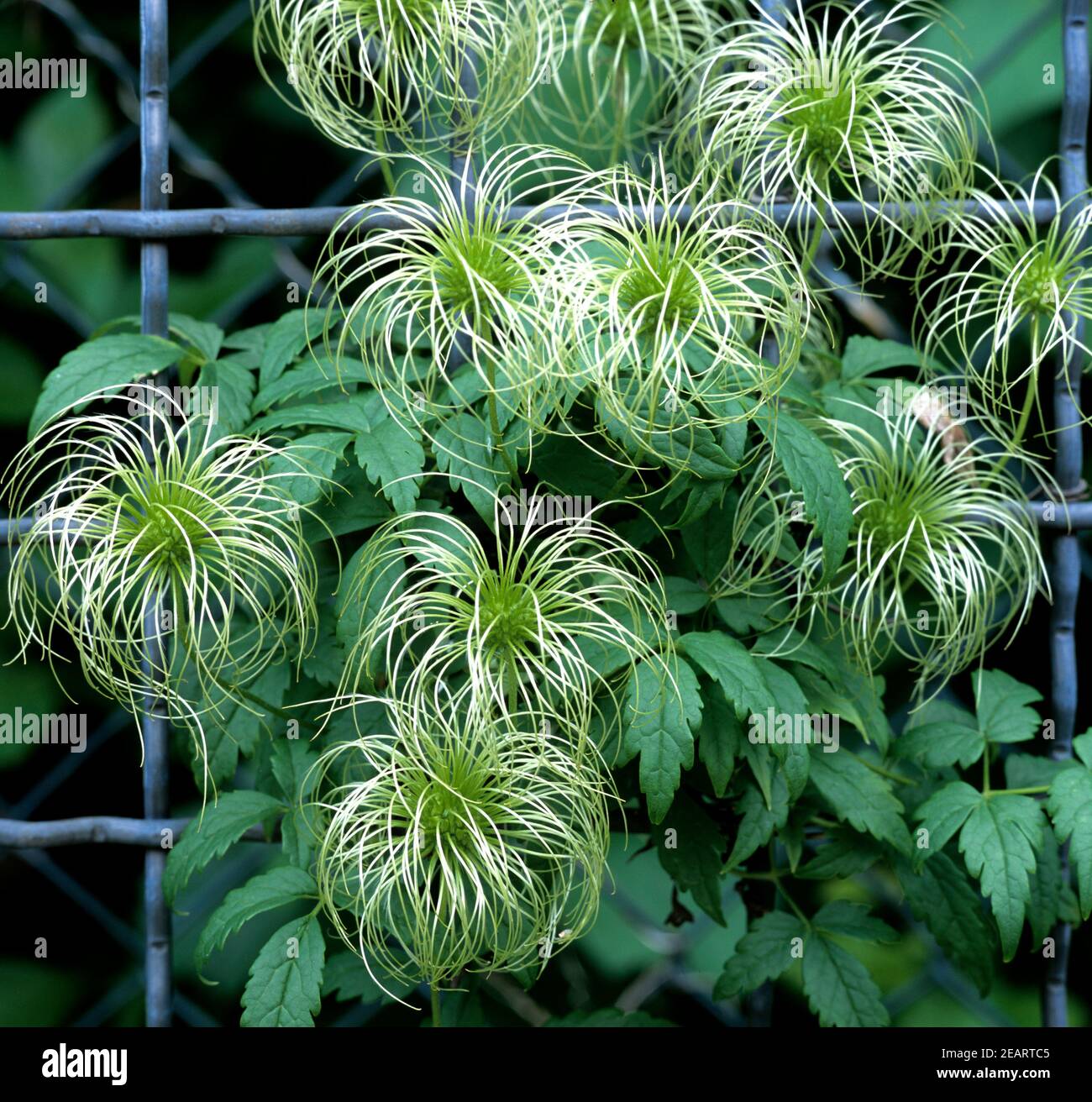 Clematis_Samenstand_260206 Stock Photo