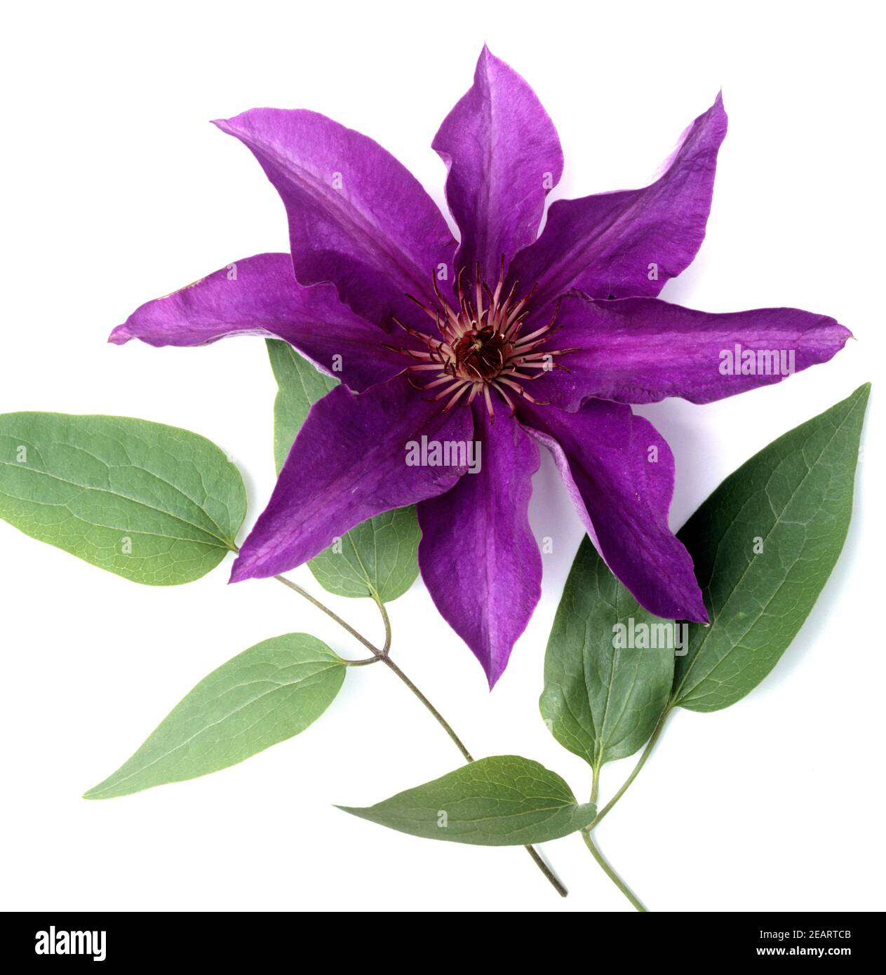 Clematis, The President Stock Photo