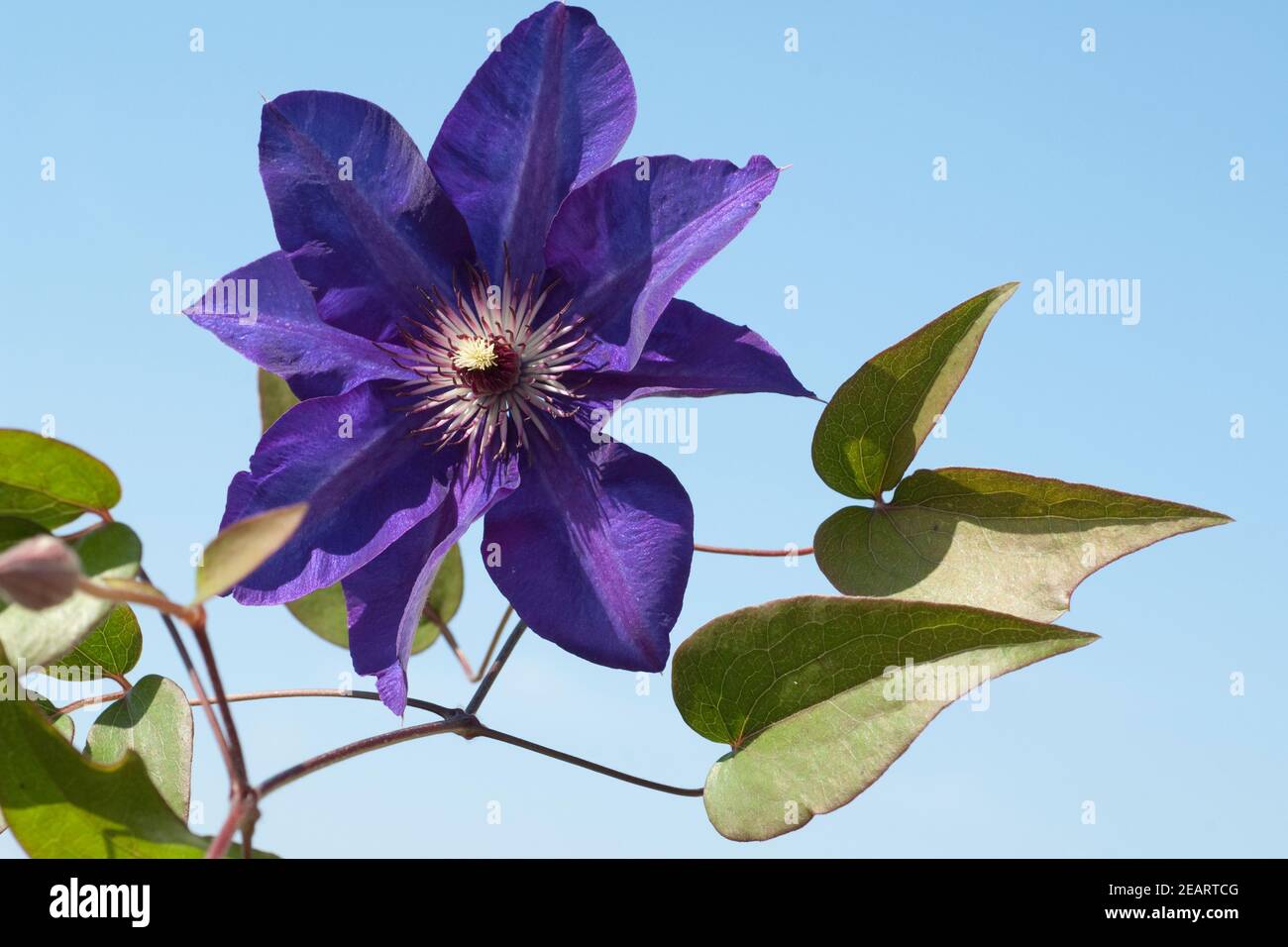 Clematis The, President Stock Photo